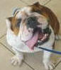 Adopt or Sponsor Judy Lynn
