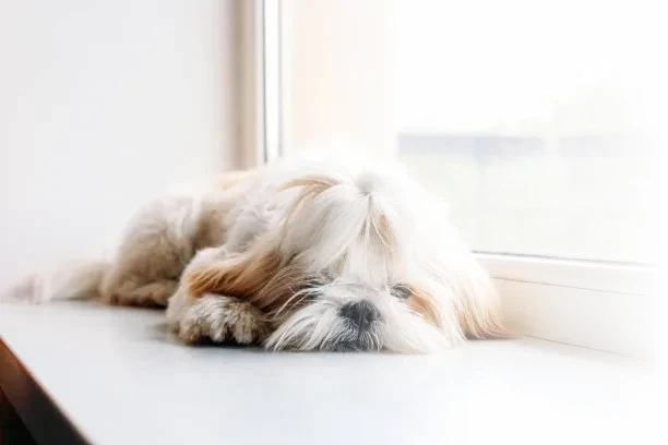 Rescue stories from Shih Tzu Rescue