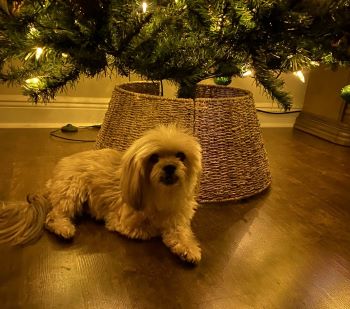 pippa