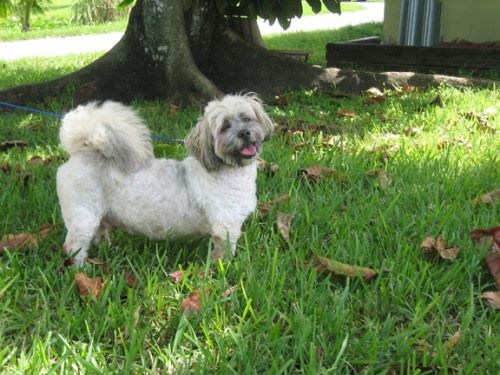 The Shih Tzu Rescue sanctuary
