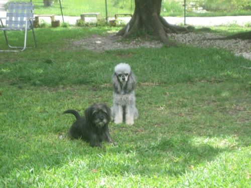 The Shih Tzu Rescue sanctuary