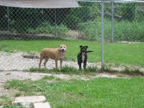 The Shih Tzu Rescue sanctuary